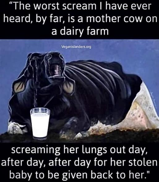 SerraoMarcus's tweet photo. "..let alone the little baby who is only a few hrs old…the screaming &amp; stress goes on for 2-5 days before they stop in exhaustion (experience from our farm!) she will never raise her babies."-Isabella Luthje

Go vegan. Help in my bio

#dairy #MILK #icecream #FoodieBeauty #Food https://t.co/IYMyUMbtKc