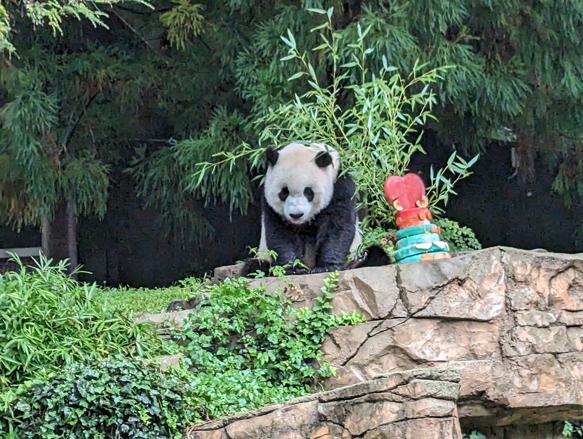 NormaValentini's tweet image. Ice cake breakfast this morning @NationalZoo @MommyMei98 @tiantianpanda97
@DCPandaCub4 #PandaPalooza #PandaStory #GiantPandas
