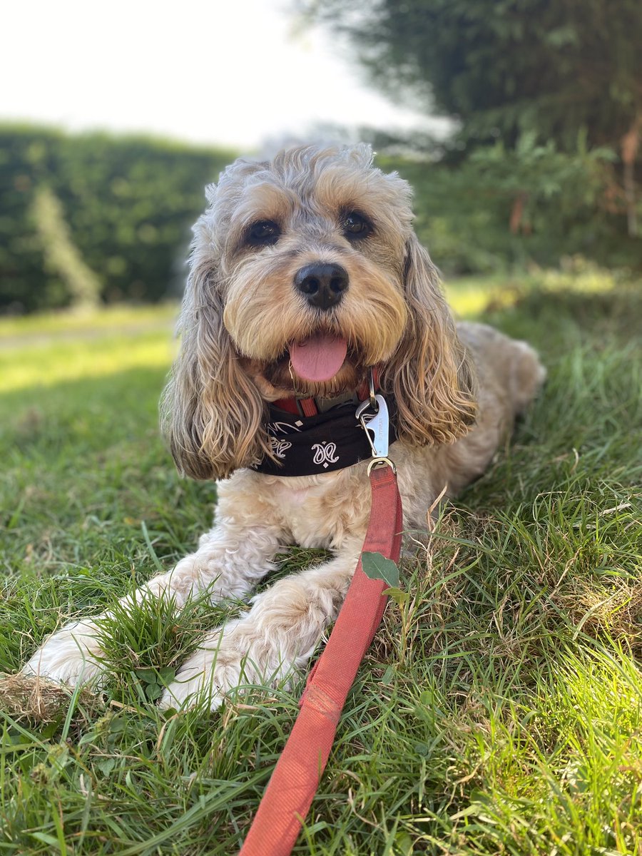 HelenMarriott3's tweet photo. @charliersmith1 Busby sends love 😘😘😘 https://t.co/BAnVUj3rsD