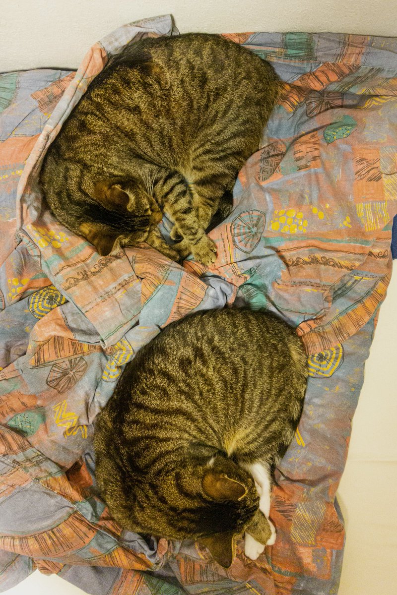 Synchron-Pennen am Samstag.

#CatsOfTwitter #Cats