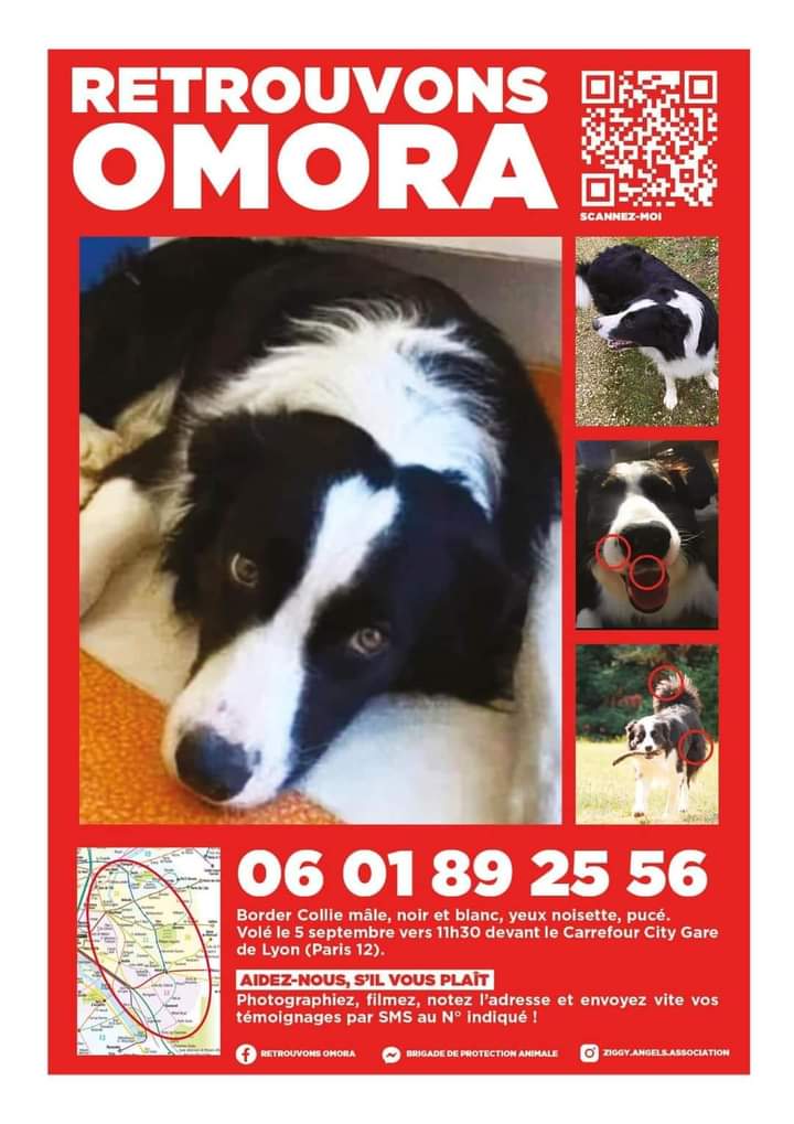 conileetmax's tweet photo. @jp_lecoq Il semblerait qu’Omora le chien de berger volé et maintenant perdu dans Paris se trouve dans votre arrondissement. Pouvez-vous demander à vos équipes de faire attention ? Avec mes sincères remerciements https://t.co/FJAesBQcRS