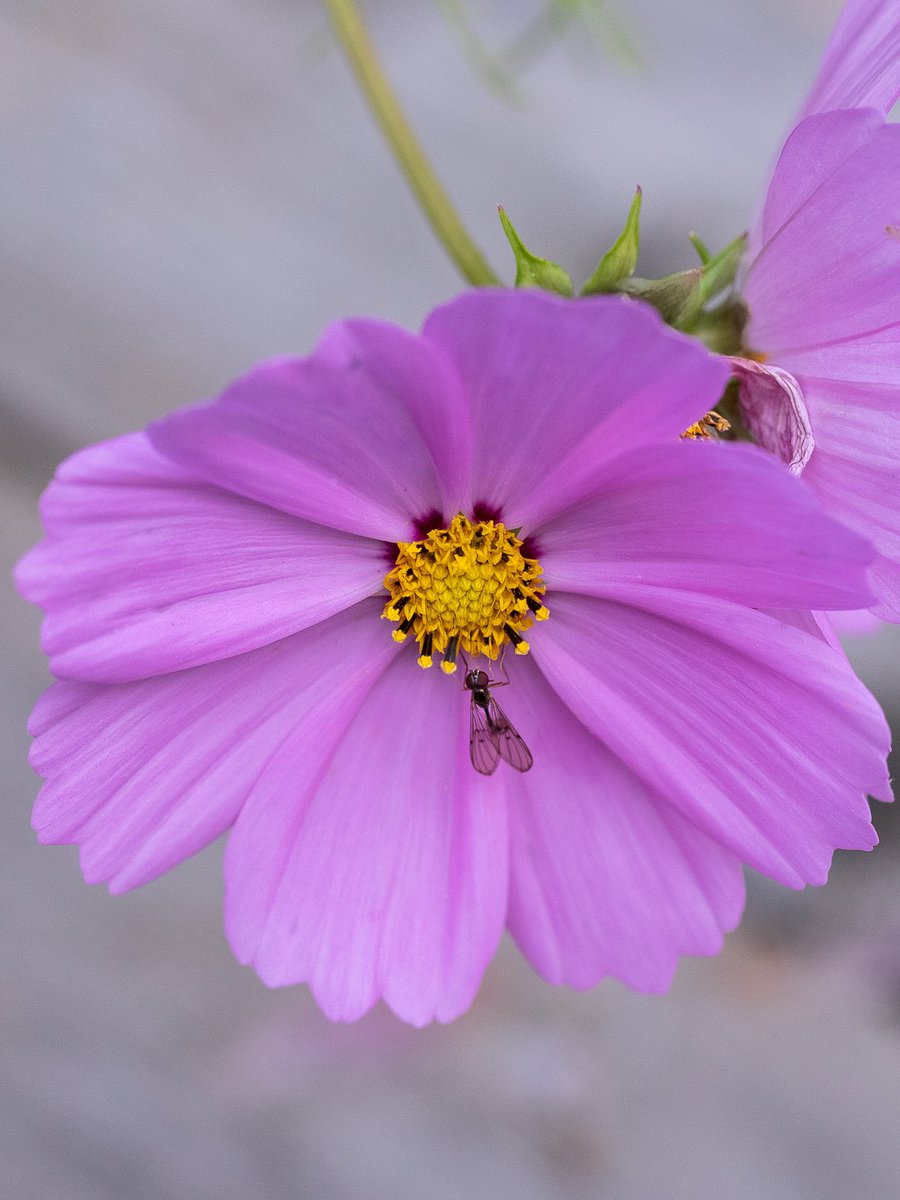 Finbesök i trädgården. 

#macro #macrophotography #naturephotography #bee