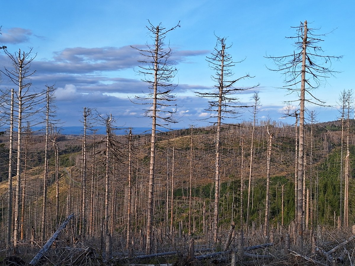 Wat een treurnis in de Harz. Dode bomen zover het oog reikt. Hopelijk mogen hier weer de originele boomsoorten terugkeren (soms met wat hulp) en maken onze buren niet nogmaals dezelfde fout. 🌳😭