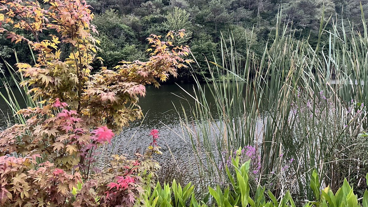 “dibînim, her gava diavêjim li vira
eyn li vî bajarî dîsa, ev bajar payîz e bê te”

Yehya Omerî