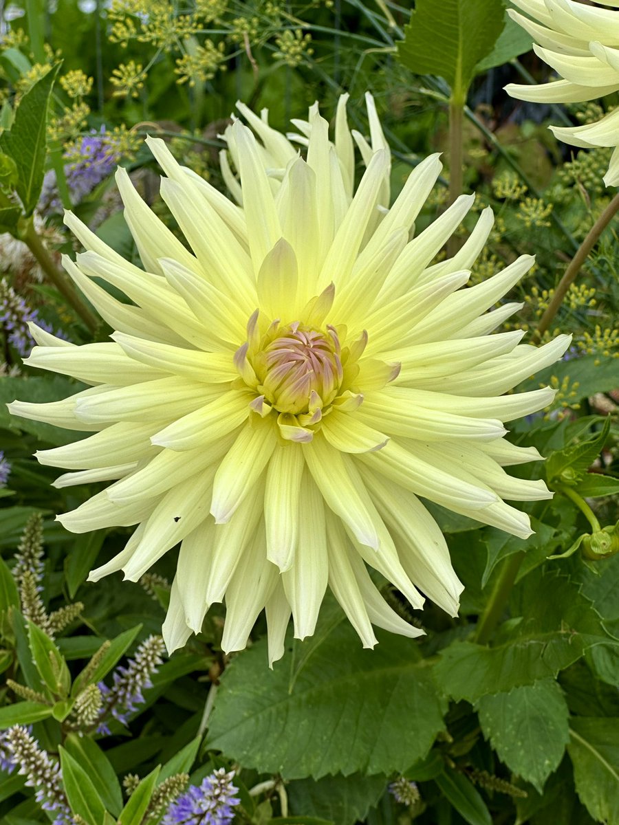 Happy SundayYellow #SundayYellow #Dahlia
#TwitterNatureCommunity 
#Nature #NaturePhotography 
#FlowerPhotography
