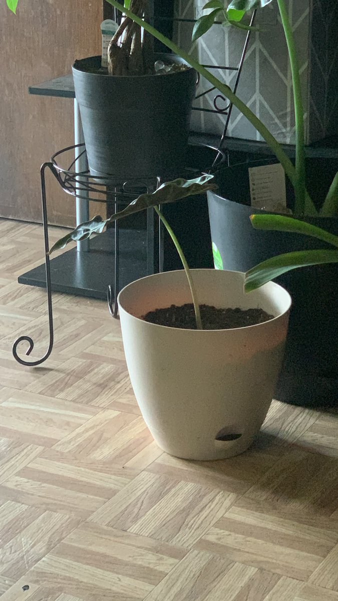 PPlant38's tweet photo. @plantamaven I’m down to one leaf. It’s holding on strong 💪🏾 https://t.co/1C7pe3G6Ls