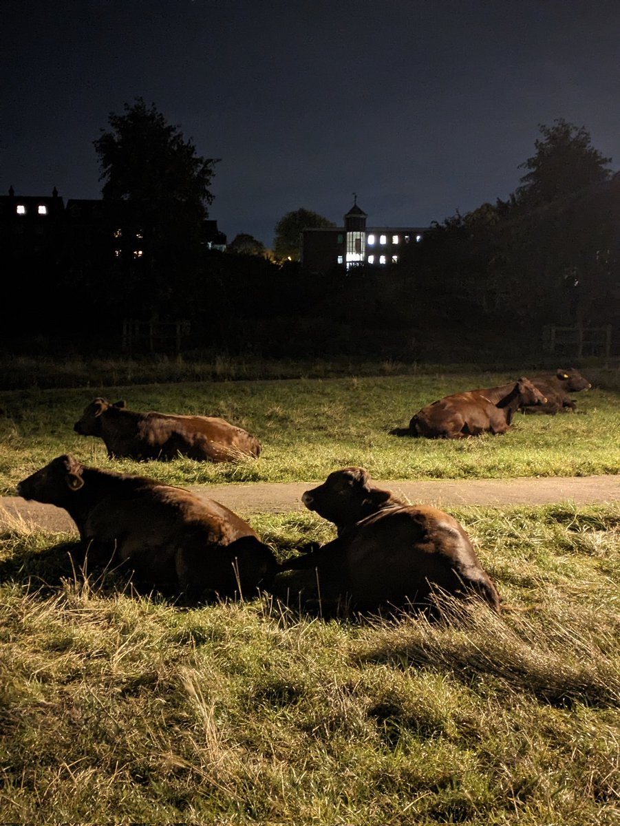 ASarkar210294's tweet photo. Even the cows are stargazing on this cloudless night at @Cambridge_Uni https://t.co/KGyHMbLgxC