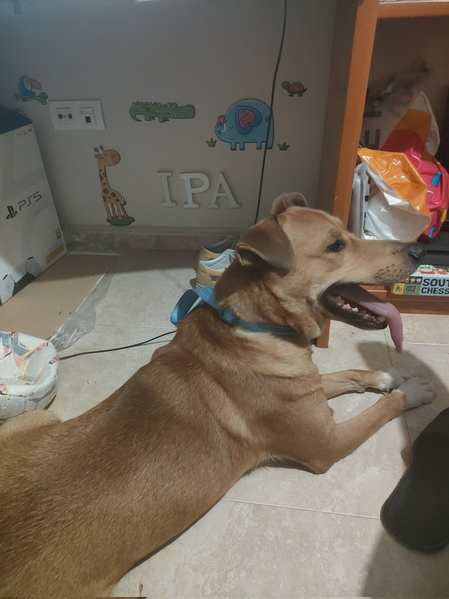 🔴Perrito perdido Granada🔴 Me lo he encontrado 23/09 en la zona Albayda-La Cruz. No tiene chip. 9-12 meses. 
Se ruega DIFUSIÓN por si alguien lo reconoce. Está conmigo pero mañana lo llevo a protectora por no poder hacerme cargo.