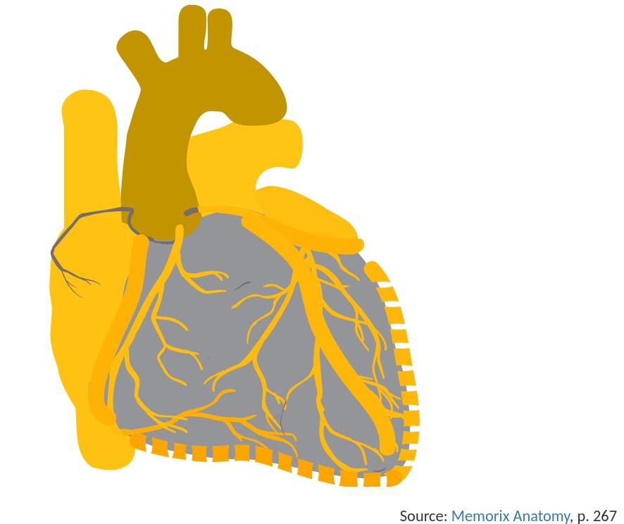 Does anyone remember that very first anatomy class? Name the darkened part of the heart!

It's the aorta. Did you get it right? 
practiceanatomy.com/view/09/image/…

#clinicalquestion #testyourknowledge #quiz #trivia #healthcare #nursingschool #nursingstudent