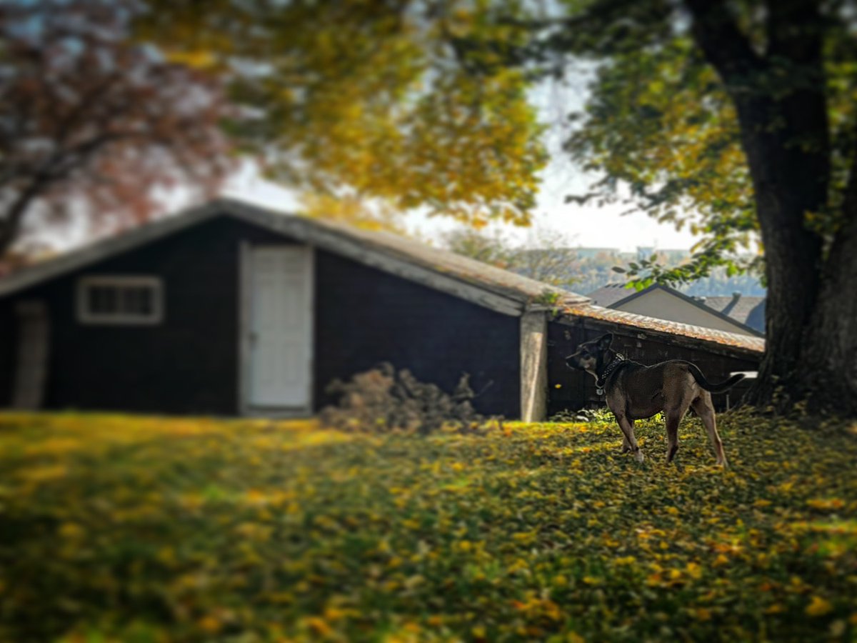 mygnarlybeard's tweet photo. #AutumnVibes #FallDog https://t.co/0mqorCk3U3