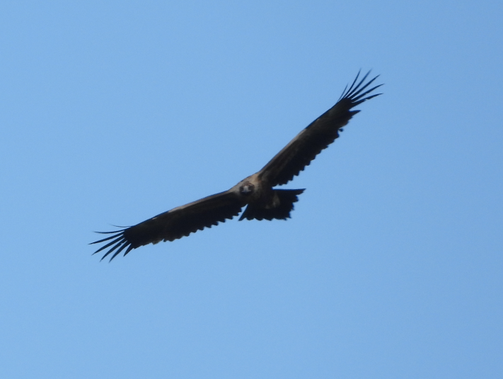 Wedge Tailed Eagle, observing me as it cruised by.
#birds #TwitterNatureCommunity #NatureCommunity #birdsofprey