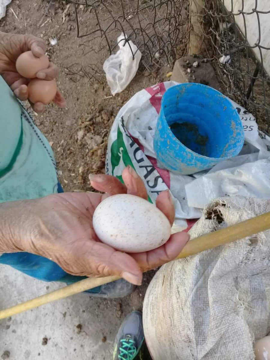 Mi abuelita me  obsequio este huevito de guajolote... Ya hace tiempo que partió. Disfruten a sus abuelos.