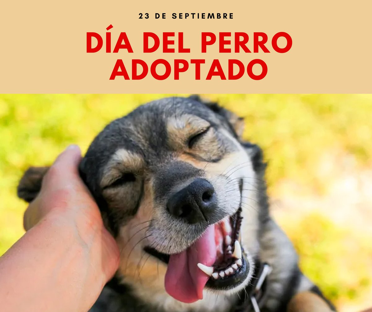 SoloPerros3's tweet photo. 23 de Septiembre : Día Mundial del Perro Adoptado https://t.co/J11l9zH0uq
#felizdia #diamundialdelperroadoptado #perros https://t.co/PyVNYYkCsP