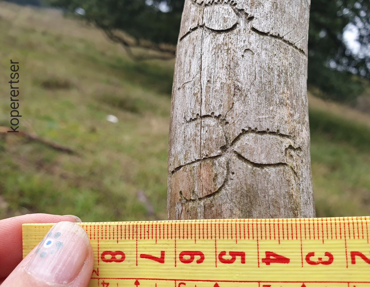 cindydejonge99's tweet photo. Er is meer ruimte in het aftakelende bos dan alleen voor de letterzetter.
Een heerlijk weekend achter de #diersporen aan op de #Veluwe
Wat een ruime keuze ๐ชฒ https://t.co/1Cebohemf6
