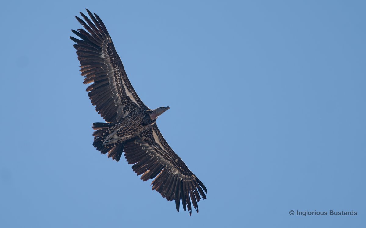 Otis_inglorius's tweet image. Arrival day for our guests from @naturetrektours  in the flow of migratory Booted #Eagles

Moving slightly inland to intercept more #Raptors pushed into the valleys by the wind, a group of low flying Griffon #Vultures passed over us + this vagrant #Rüppell´s Vulture in the party!
