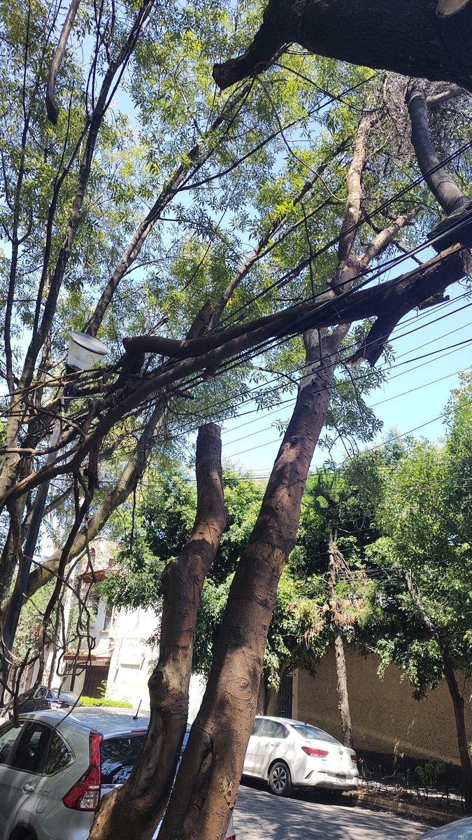solis_le's tweet photo. Sobre la calle Rafael Oliva frente al 113 hay una rama que se desprendió y está atorada únicamente sobre 7nos cables siendo un riesgo  para los peatones y autos que pasan por el lugar https://t.co/UqryVSAoLZ