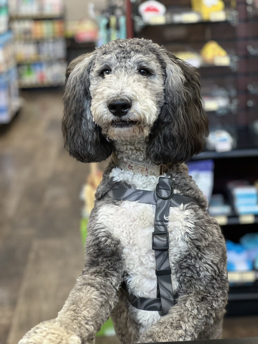 What a very regal looking pose Ollie 😃 🐶!
#cutecustomeralert #ollie #cutepuppy #11monthsold #dogsofinstagram #royalty #princess #edmonton #yeg #yegdogs #yeglife #localpetstore #loveliveshere ❤️ 🐾 #petvalu #dogsofx