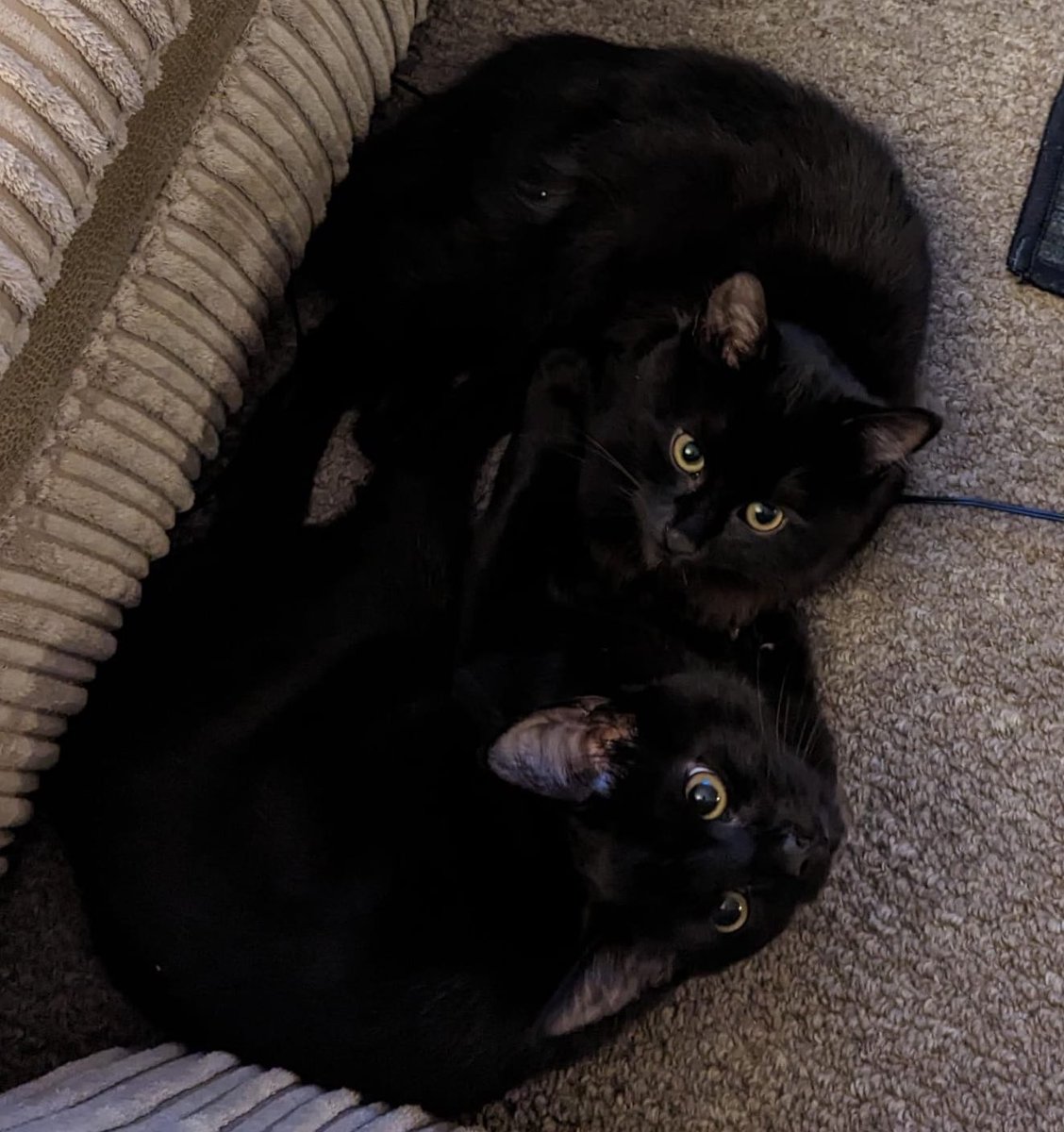 Suchita Bahri tweet media