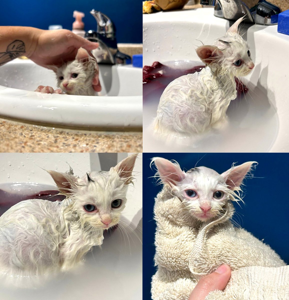 seosaur's tweet photo. Our 2 new fosters got a much needed bath today! They were incredibly dirty. These 2 are about 4 weeks old 🥺 Big thanks to my friend Aluni for coming here to baht them for me! https://t.co/SWIpTxi7CE
