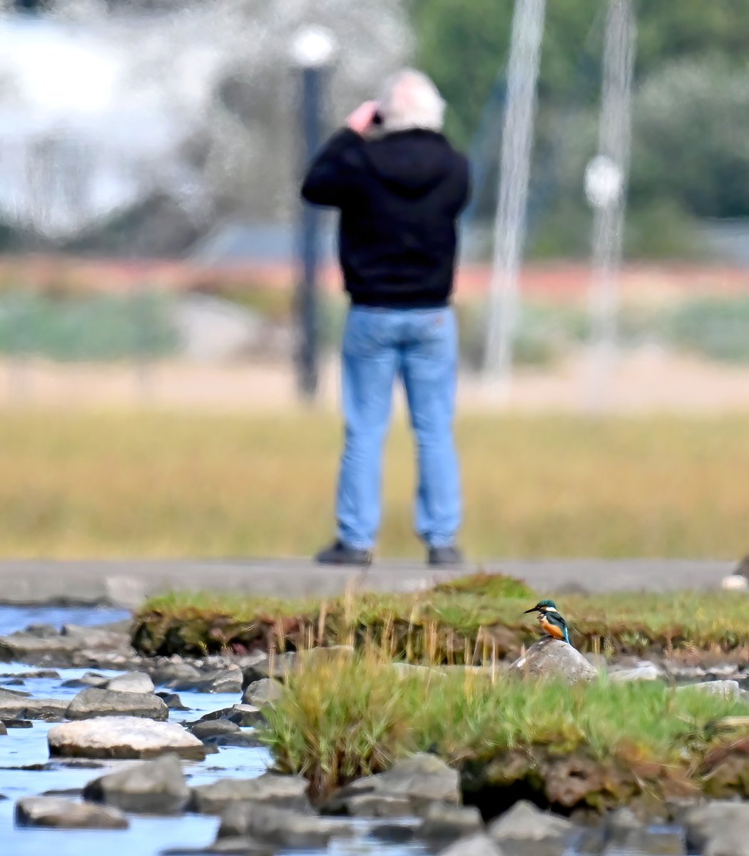 CarlBovisNature's tweet photo. When you're looking the wrong way.... 😉

Came across this amazing scene this afternoon....😯
 I'd never seen a Kingfisher at the Huntspill seawall before, the waters here are just shallow puddles, and it's so open! 🐦 @StephenMoss_TV https://t.co/ZiTzLM55fr
