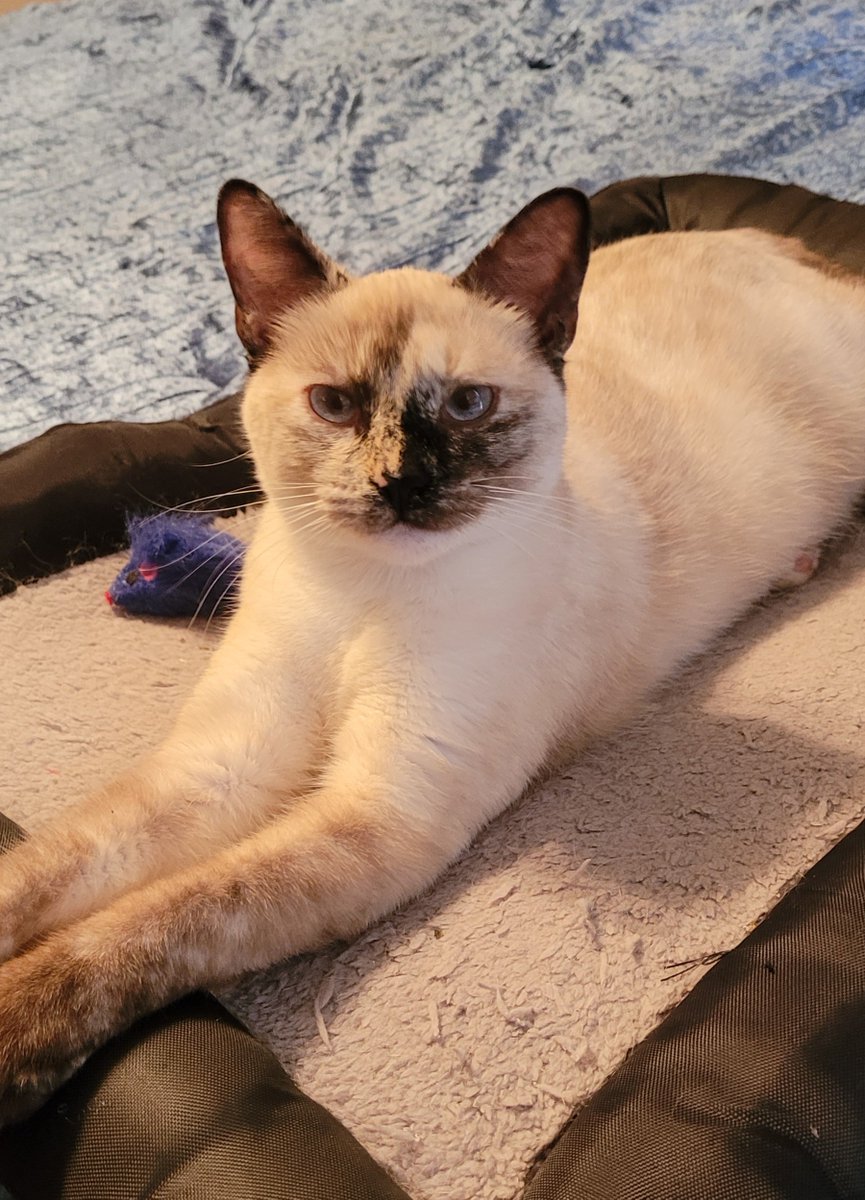 HoustonSPCA's tweet photo. Coco has found a loving home! Her new parents say she's an absolute sweetheart, and they're so happy to have her! A big congratulations to Coco and her loving family! 🎉
#CatLovers #LovingHome #AdoptionUpdate #Cat #HoustonCats #CatsOfHouston #Adoption #HoustonSPCAAlumni https://t.co/LhiyhIz6X3