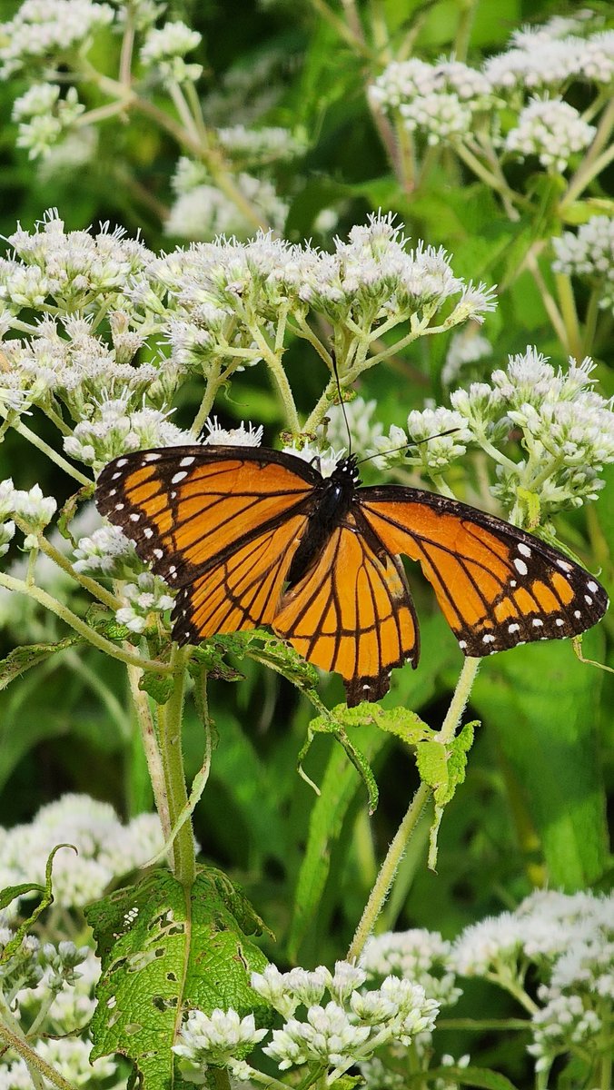 BugzRCool's tweet image. Various butterflies.