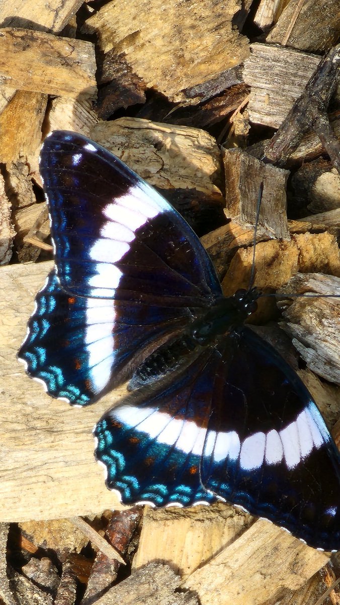 BugzRCool's tweet image. Various butterflies.