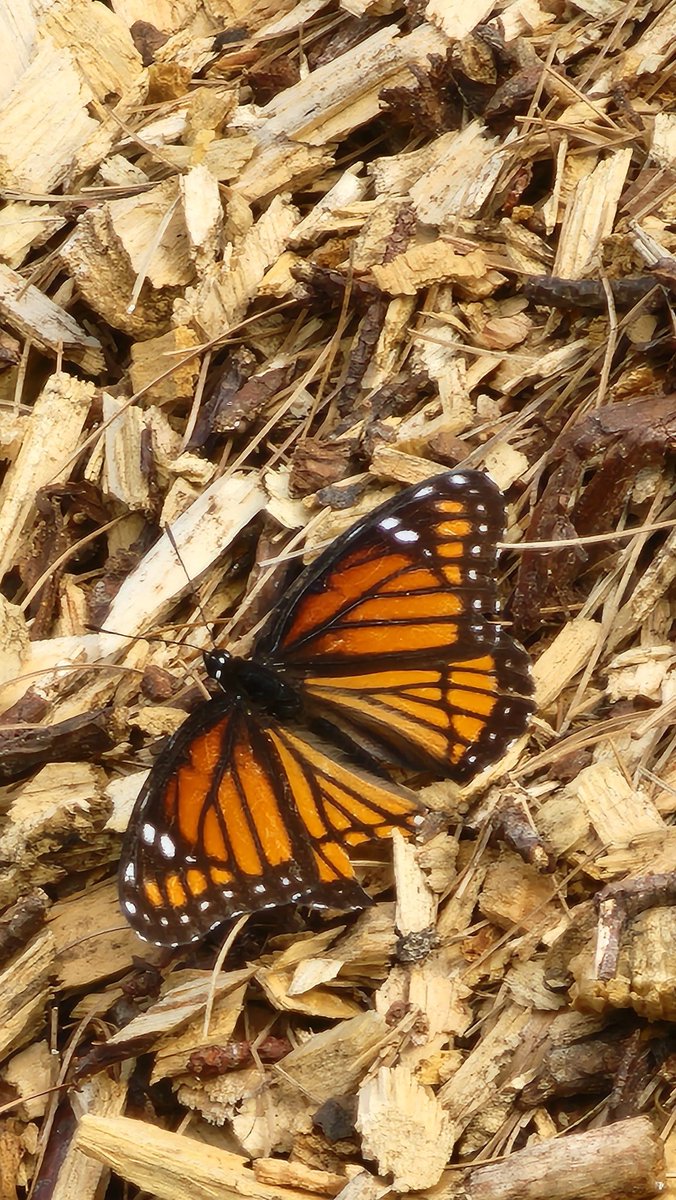 BugzRCool's tweet image. Various butterflies.