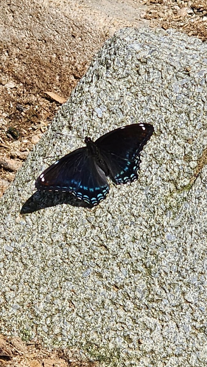 BugzRCool's tweet image. Various butterflies.