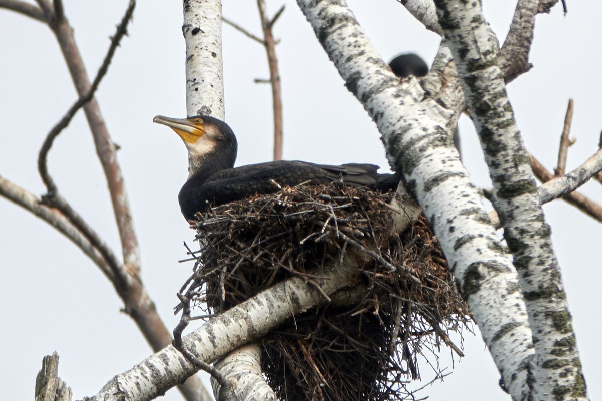 dbiollo's tweet photo. Money might not grow on trees...
But Great Cormorants seem to. 9 nests up there and over 50 cormorants in the tree and on the water nearby, at Greifensee, Zurich canton. https://t.co/OnNn4vYV69