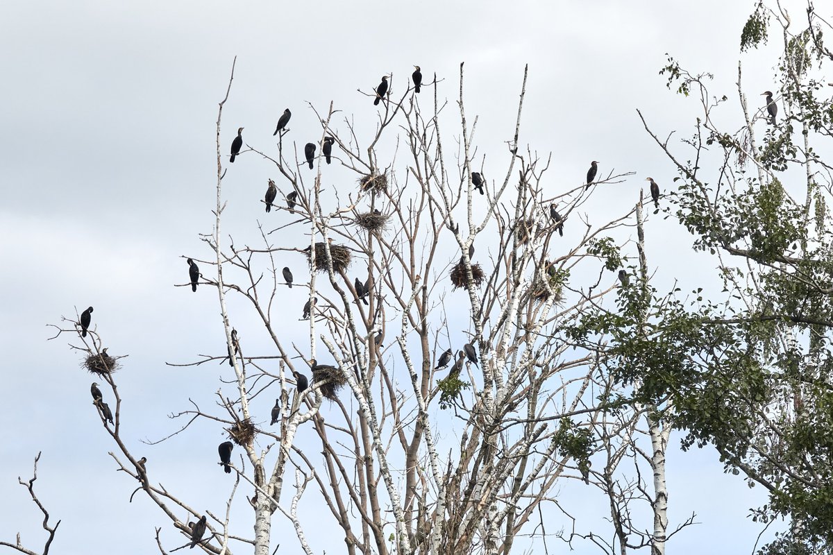 Money might not grow on trees...
But Great Cormorants seem to. 9 nests up there and over 50 cormorants in the tree and on the water nearby, at Greifensee, Zurich canton.