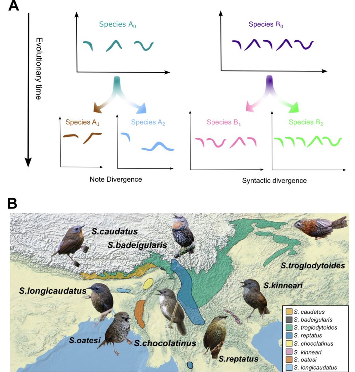 Abhinav (@abhinava_jaganm) on Twitter photo Really excited to share that the work with <a href="/ShikharaBhat/">Shikhara Bhat</a> and Dr. Anand Krishnan, as a part of my Master’s thesis, examining differences in vocal sequences of Spealeornis wren-babbler species is now published in Behavioral ecology and Sociobiology!!
link.springer.com/article/10.100… Really excited to share that the work with <a href="/ShikharaBhat/">Shikhara Bhat</a> and Dr. Anand Krishnan, as a part of my Master’s thesis, examining differences in vocal sequences of Spealeornis wren-babbler species is now published in Behavioral ecology and Sociobiology!!
link.springer.com/article/10.100…