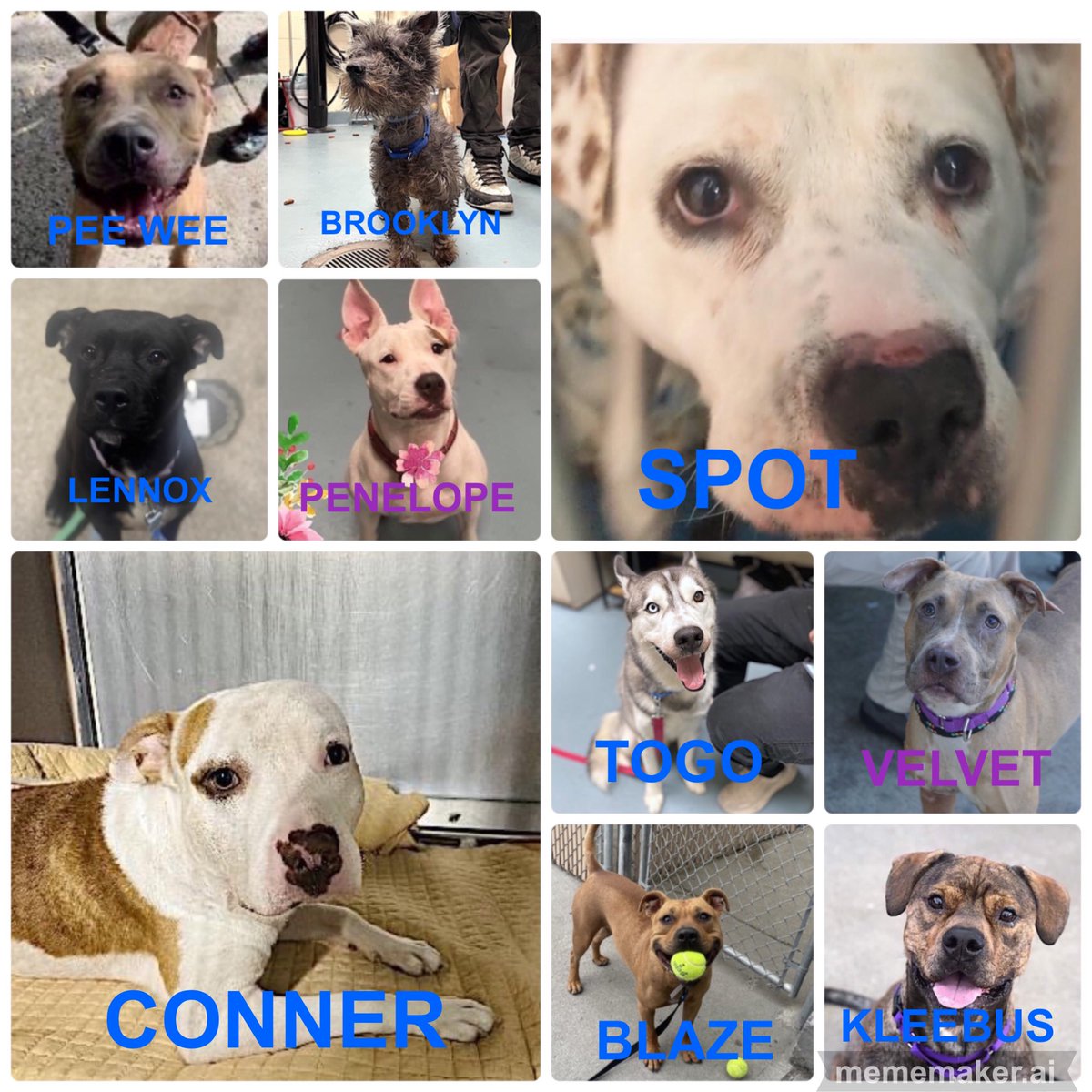 #NYCACC 
10 Kill Commands
9/23
#AutumnalEquinox 

10 precious beings 
Their eyes filled with hope, dread or love
Some have faith we will save them, their loyalty unwavering
Some crushed by abandonment, neglect & abuse
But they still dream of safety & security

#FostersSaveLives