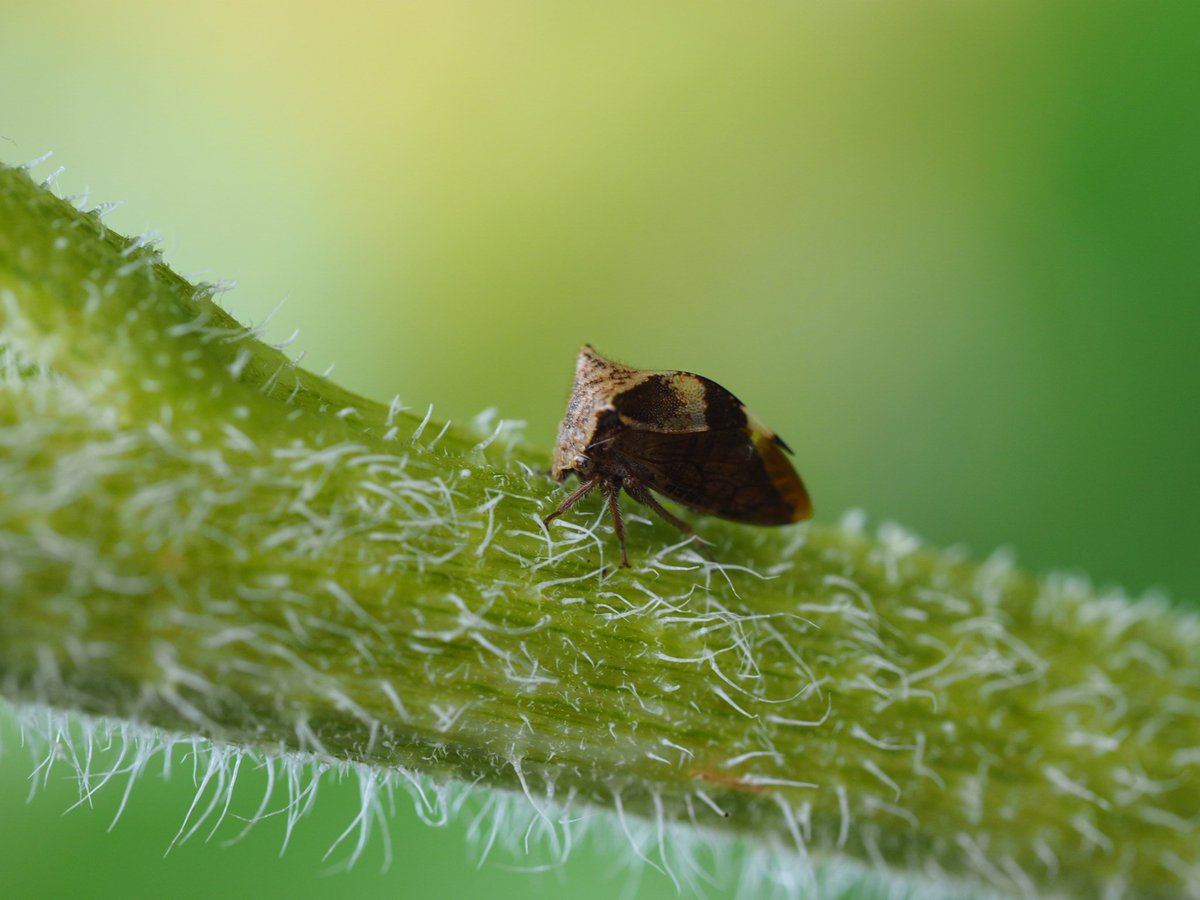 BugzRCool's tweet image. Two-horned tree hopper. Taken with my camera and macro lens. Little cutie.