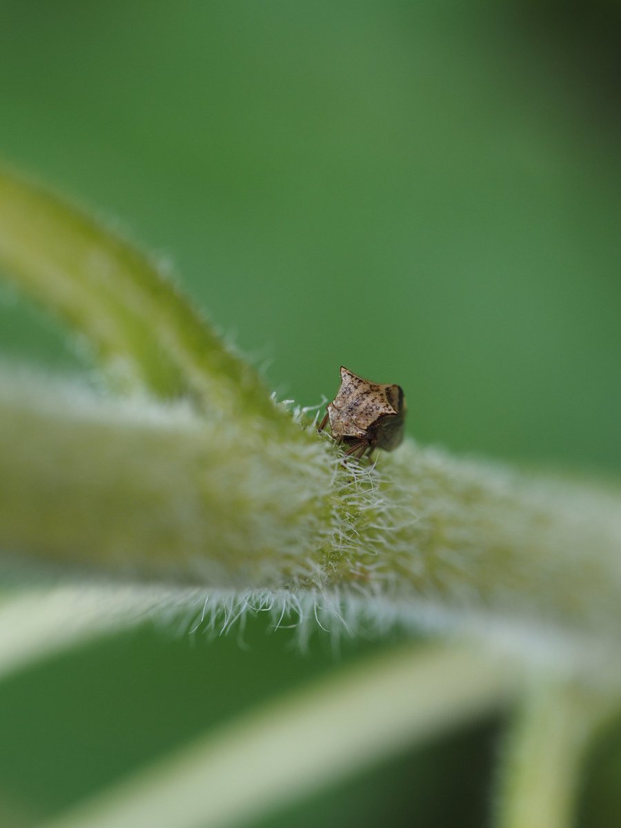 BugzRCool's tweet image. Two-horned tree hopper. Taken with my camera and macro lens. Little cutie.