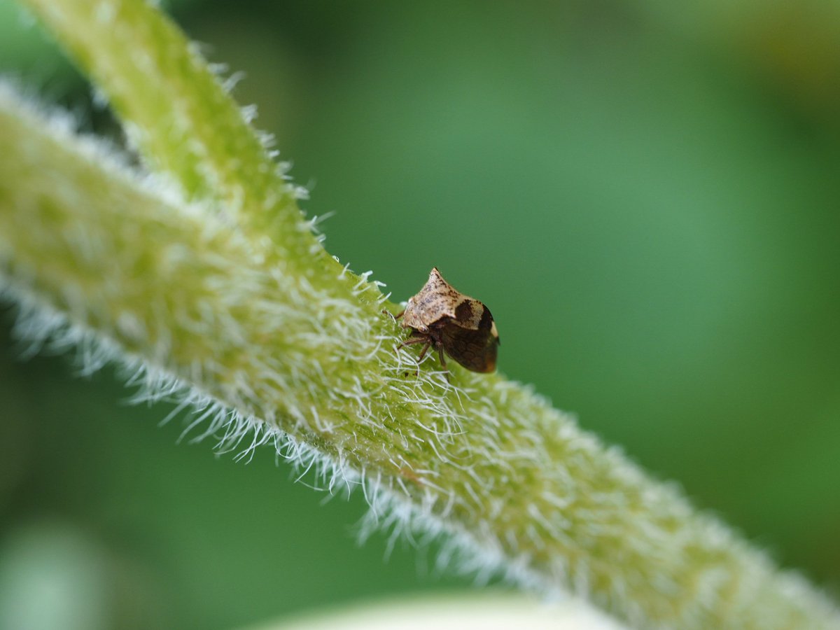 BugzRCool's tweet image. Two-horned tree hopper. Taken with my camera and macro lens. Little cutie.