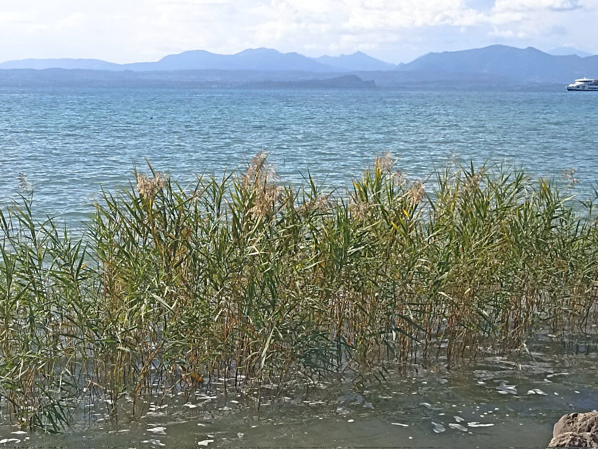 Reeds on #LakeGarda