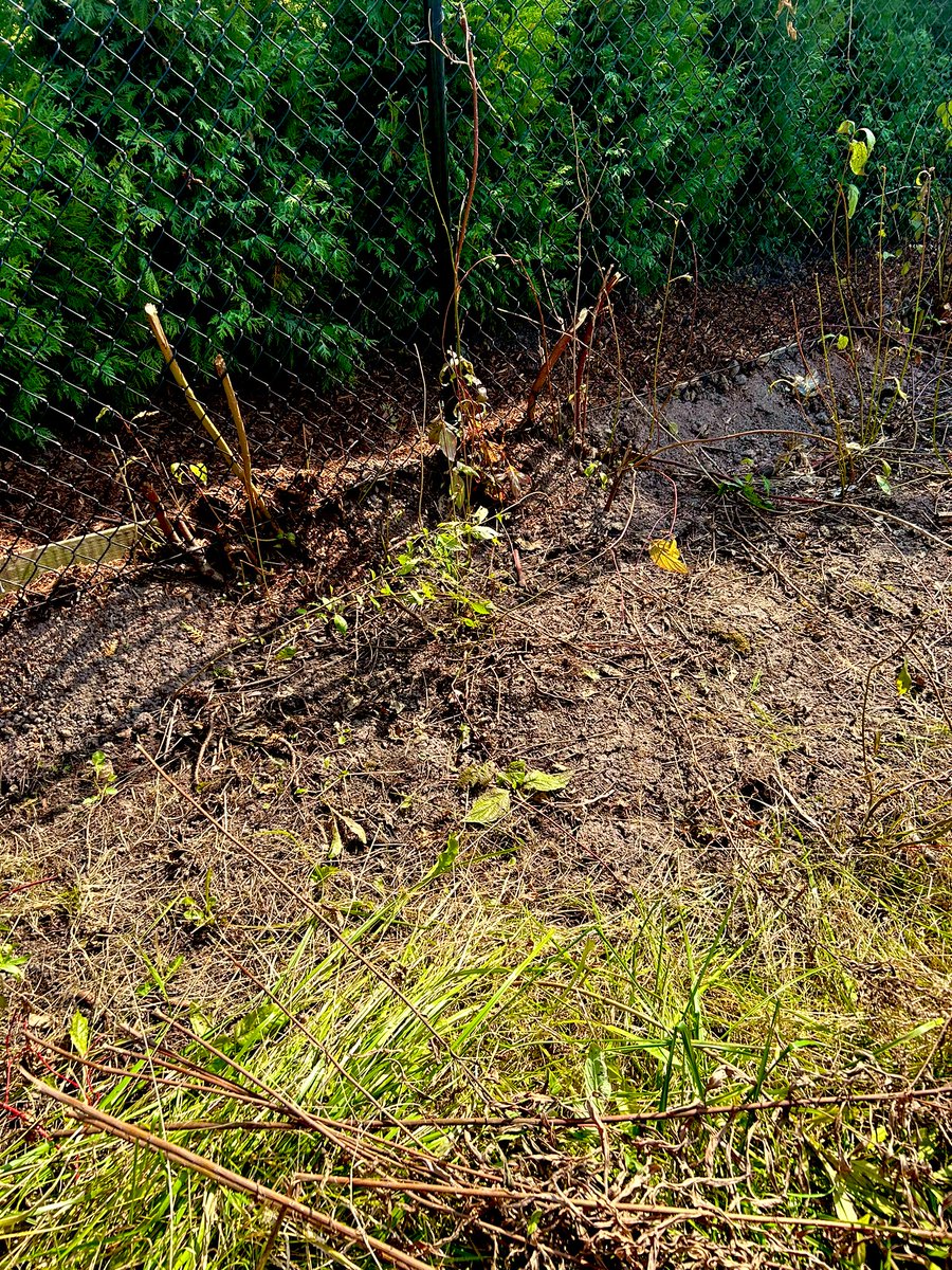 kittyLuvsHorror's tweet image. #MemoryUnlocked remembering planting some of the flowering bushes with my mom 13 years ago. She planted every single tree, bush, flower on their property.  Then some prick neighbor waits until no one is there and hacks, cuts them all down. Who the fuck does that? All gone.!!