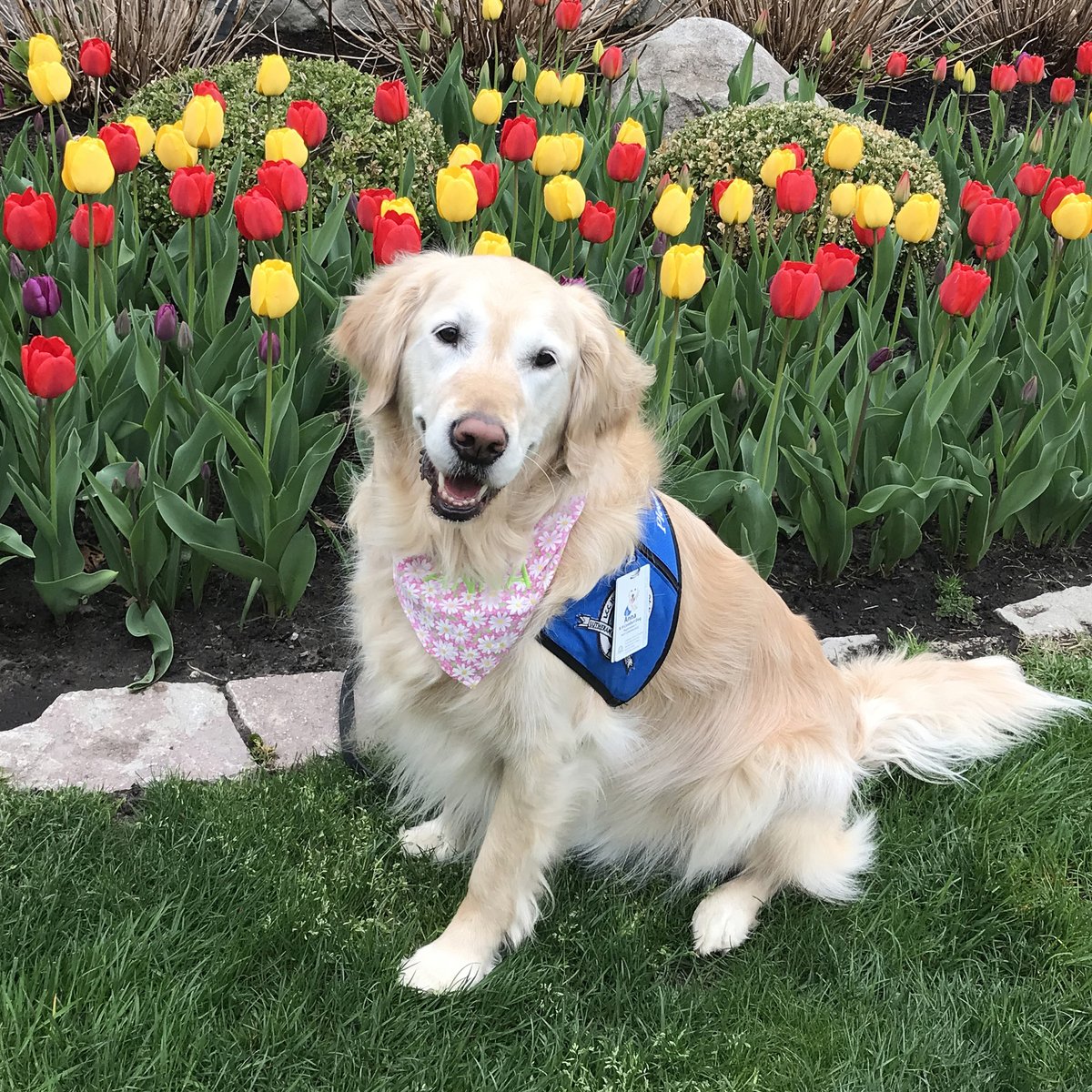 LCCK9Anna's tweet photo. With deep sorrow, we share the passing of our beloved, Anna Comfort Dog. With her sweet temperament, gentle spirit, and soulful eyes, she was a blessing to countless people. We find comfort in memories of our precious Anna, knowing that she is at peace. #lcck9comfortdogs https://t.co/QQLzDYdWzs