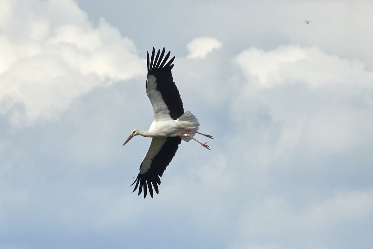 dbiollo's tweet photo. Gangly yet graceful, white storks flying over Greifensee nature reserve in Zurich canton, Switzerland https://t.co/PluVSDsaJZ