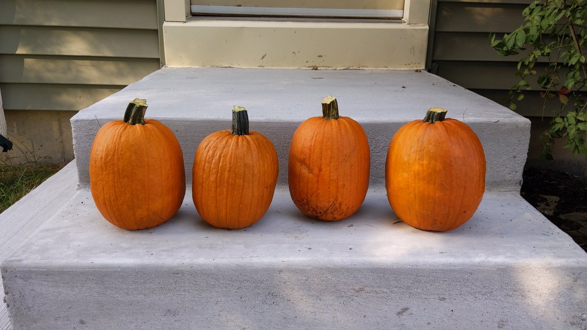 Pumpkins, I grew some. Pumpkin pie gonna be lit! 🥧😋