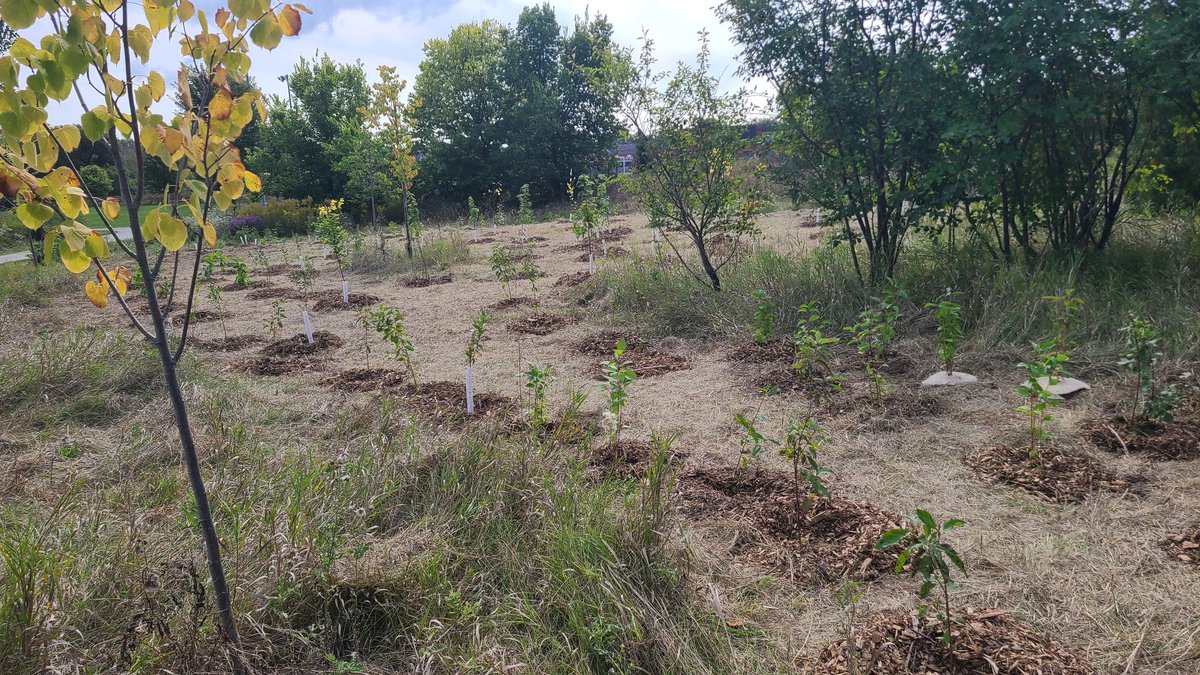 10ktrees's tweet photo. And we're done for the day here.  Thanks to @YorkRegionGovt for their support of this planting through their Regional Greening Strategy. https://t.co/KhtBL4yn6x