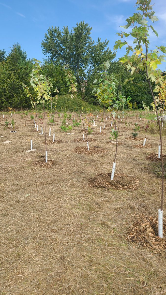 10ktrees's tweet photo. And we're done for the day here.  Thanks to @YorkRegionGovt for their support of this planting through their Regional Greening Strategy. https://t.co/KhtBL4yn6x