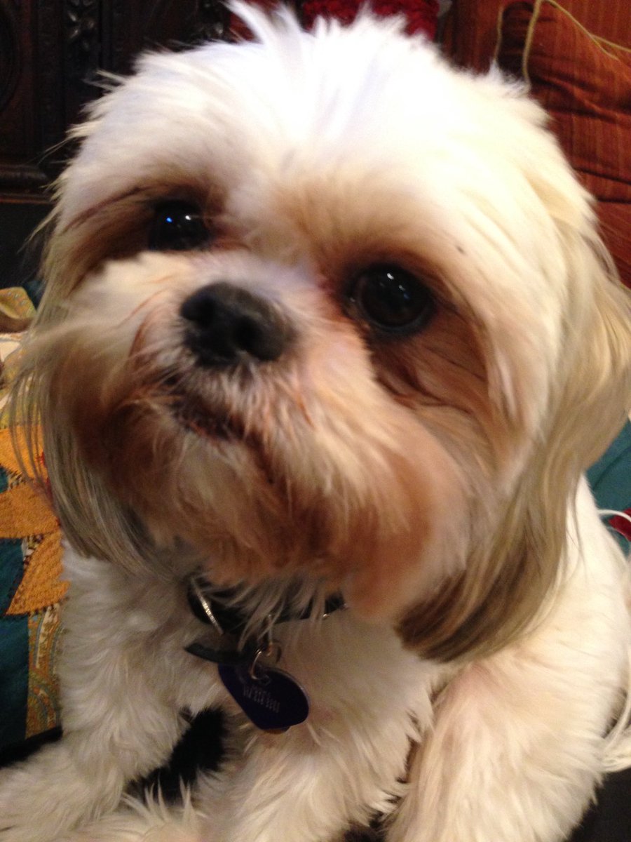 Marc Blitstein tweet media