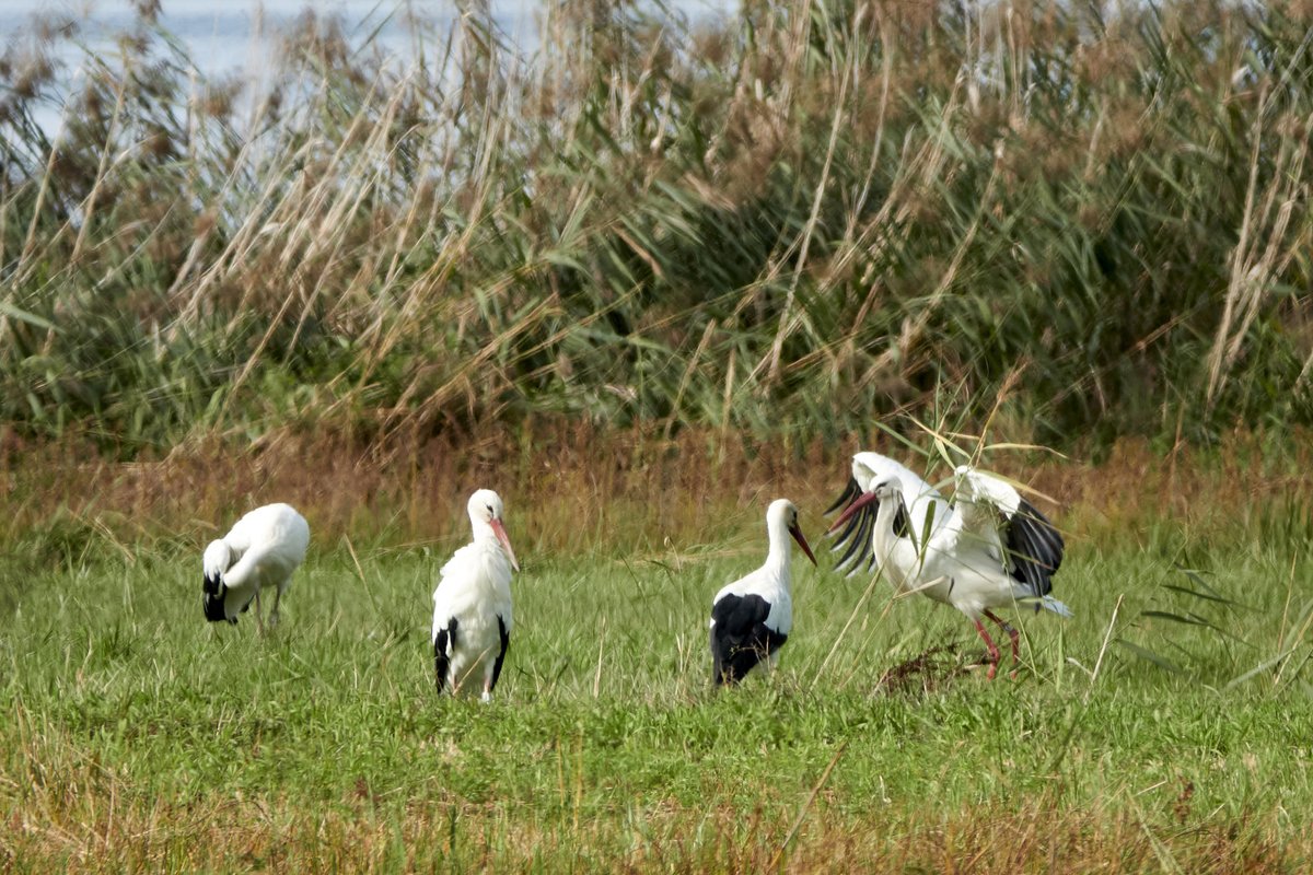 Gangly yet graceful, white storks flying over Greifensee nature reserve in Zurich canton, Switzerland