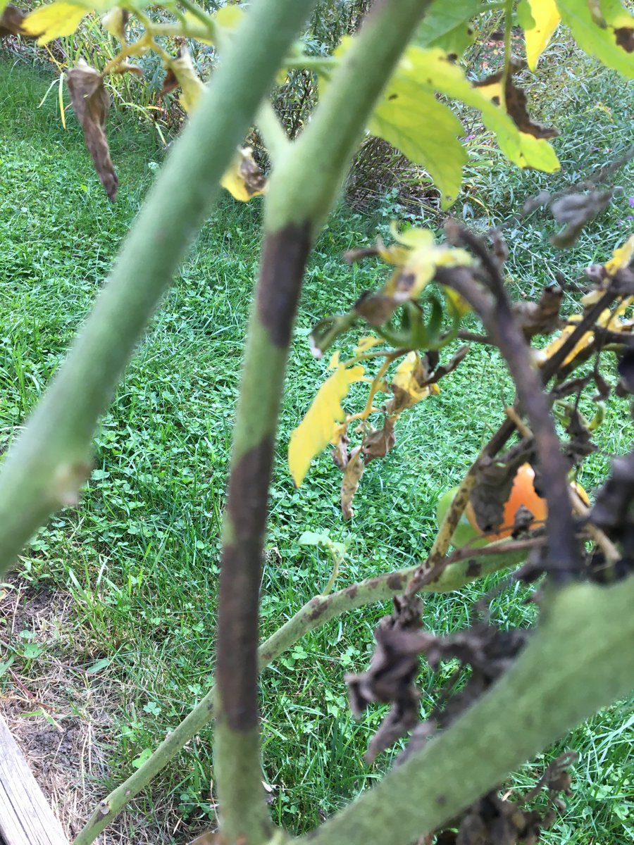 Noticed the first stem lesions of Late Blight on two plants, so it’s all hands on the tomato deck.  It won’t be long til everything is infected and green fruit brought indoors to ripen will eventually rot. Must be processed ASAP. 
#NotYourRegularRedTomato