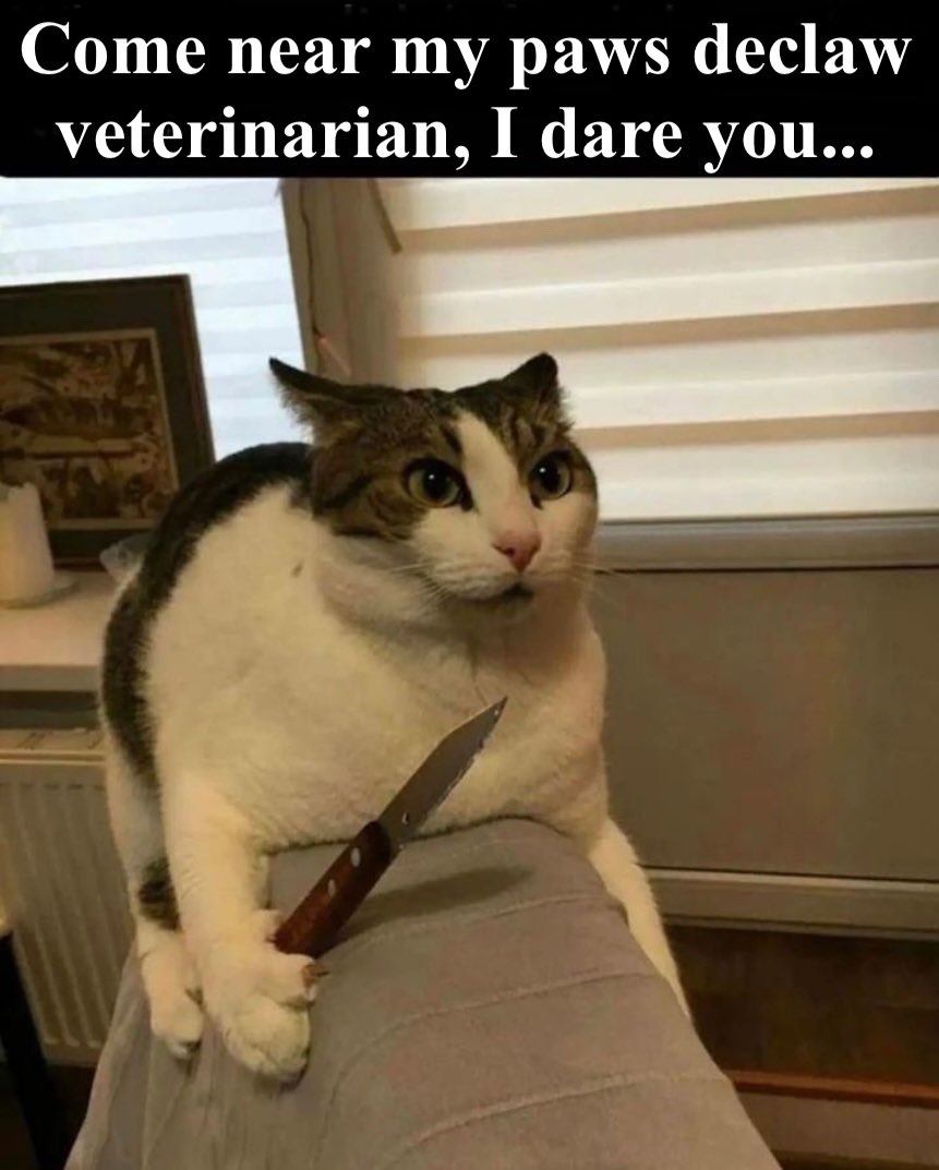 #avmavets #aahahealthypet #aahaday #veterinarian #vettech #catsofx #veterinarystudent #veterinary #veterinarymedicine #vet #medvet #veterinarians #vetlife #vetmed  #vettech  #veterinariansofinstagram  #veterinarianclinic  #bandeclawing
#animalcruelty