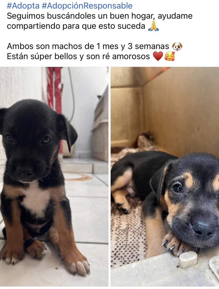 andyyqueenmx's tweet photo. 🐶🙏🐶🙏 #Guadalajara #Adopta https://t.co/x4OeHY2kVp
