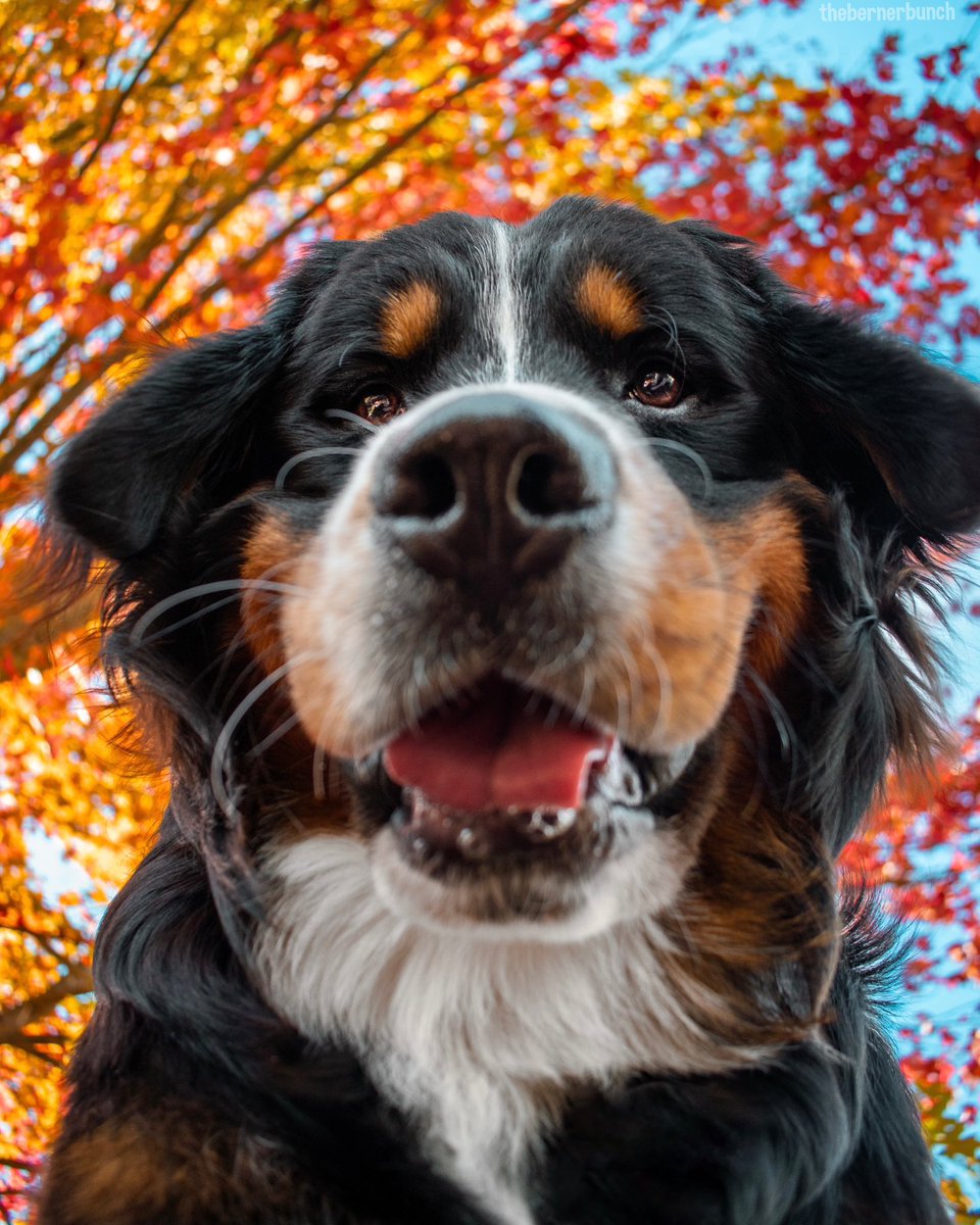 Happy first day of fall from Weller and his chonky cheeks ☺️🍁