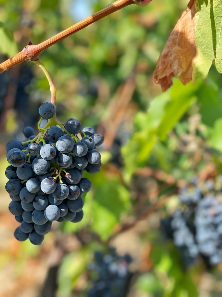 bear_wines's tweet photo. The harvest is coming to an end. The fullness of summer giving way to the melancholy of the fall. Another season of growth coming to an end. All the vineyards of the Languedoc will soon turn to gold and the landscape will be ablaze with color. 

When there’s chaos everywhere else https://t.co/XriqyiMIA6